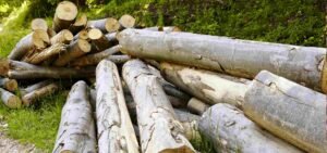 Best wood for firewood stacked for home heating
