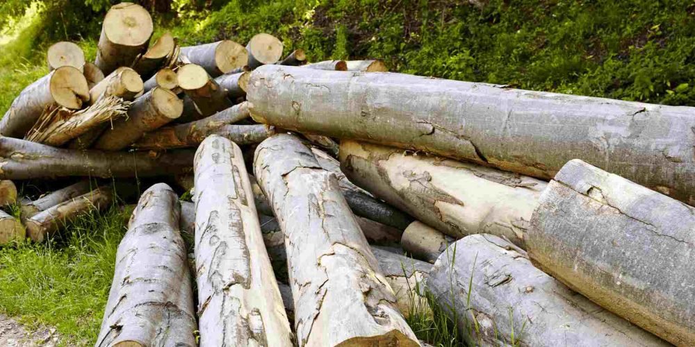 Best wood for firewood stacked for home heating